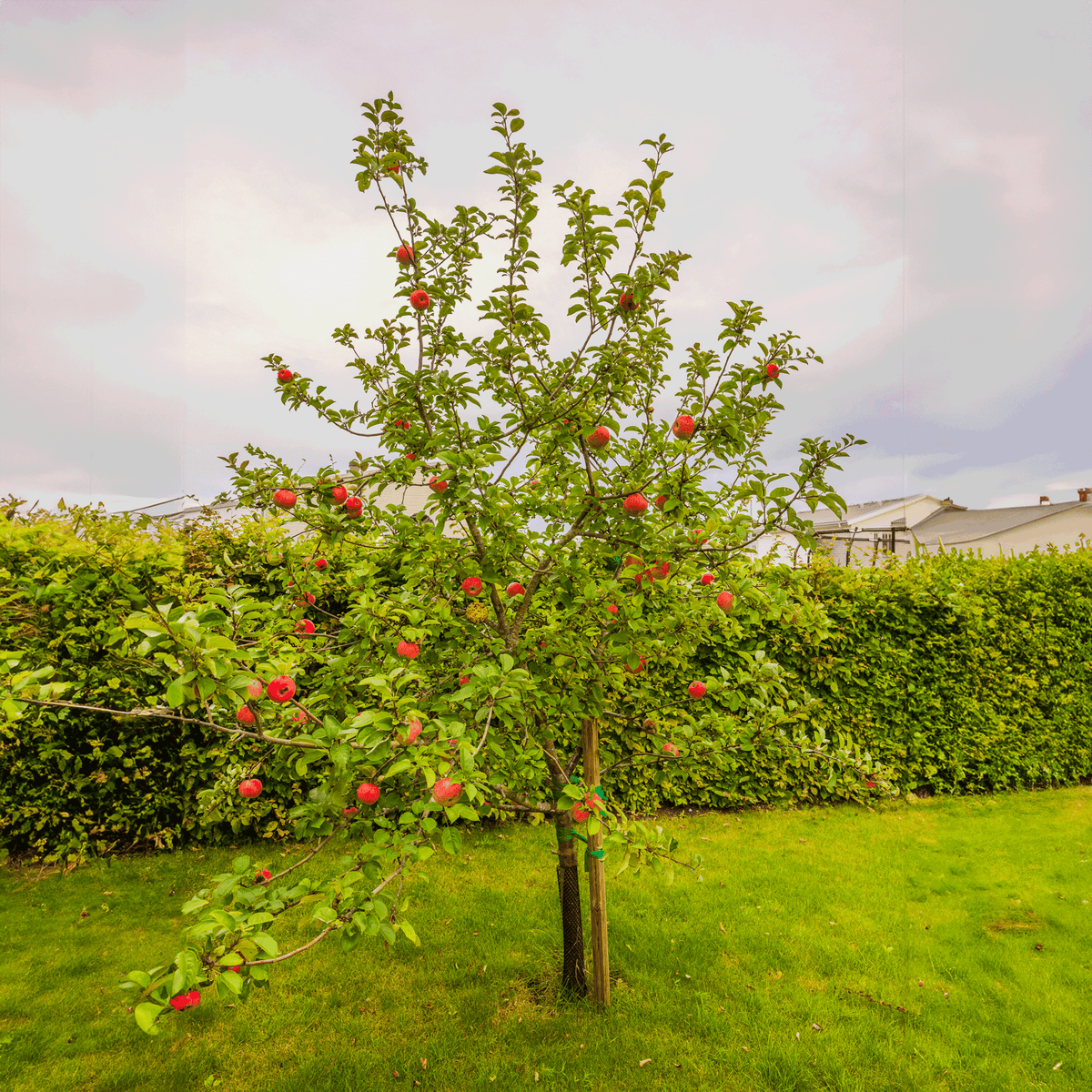 Honeycrisp™ Apple Tree - Cheeky Garden