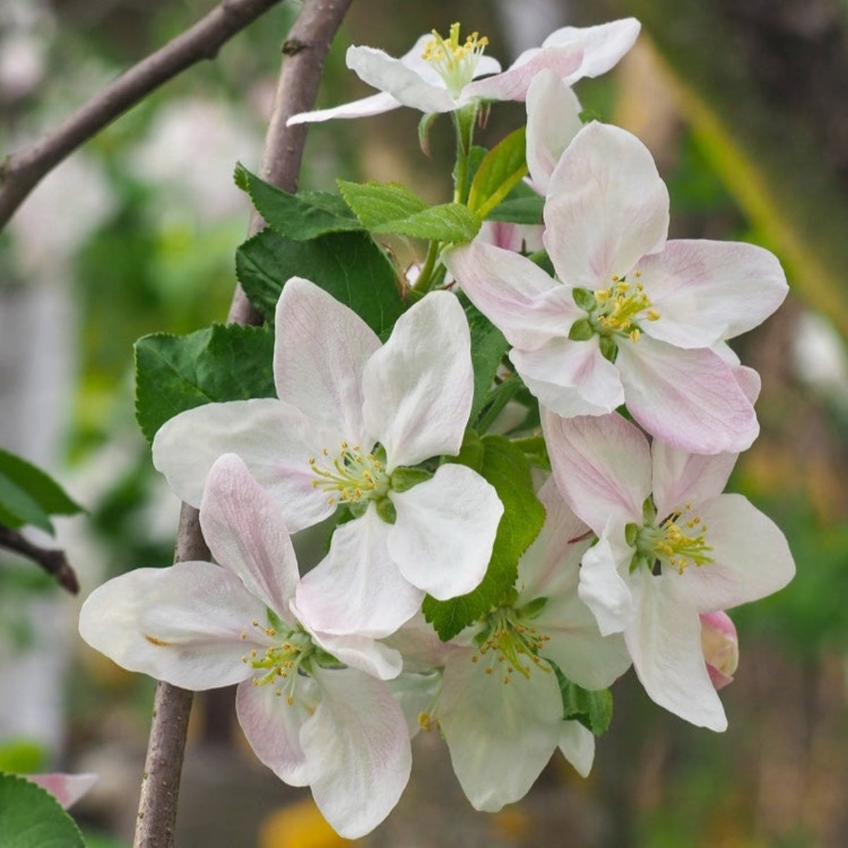 Honeycrisp™ Apple Tree - Cheeky Garden