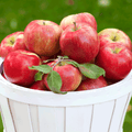 Honeycrisp™ Apple Tree - Cheeky Garden