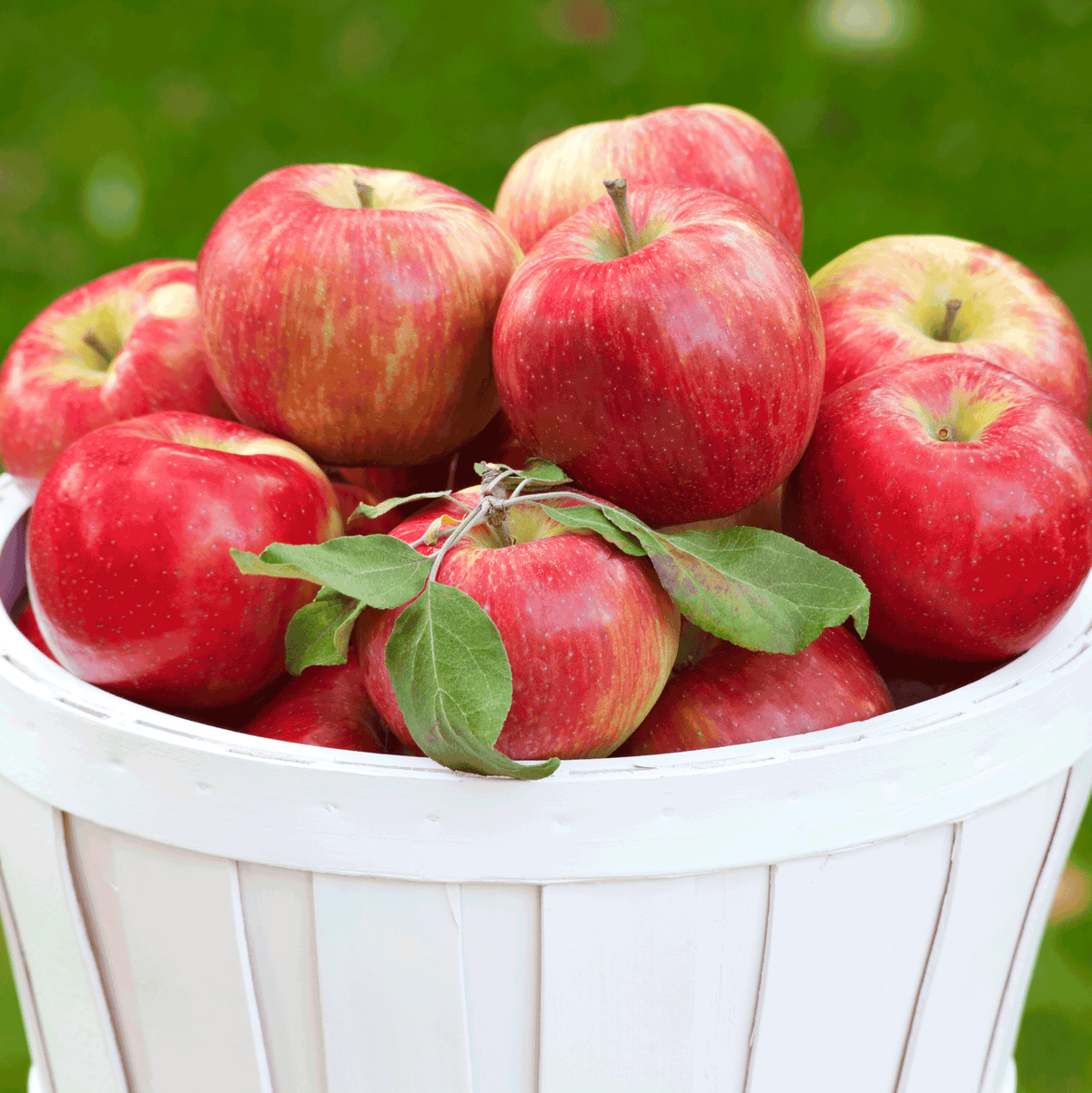 Honeycrisp™ Apple Tree - Cheeky Garden