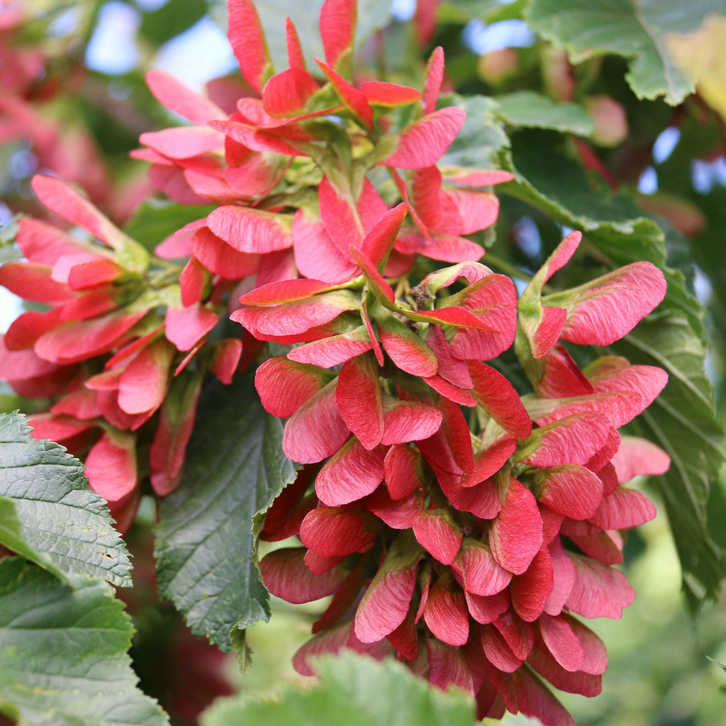 Hot Wings™ Tatarian Maple - Cheeky Garden