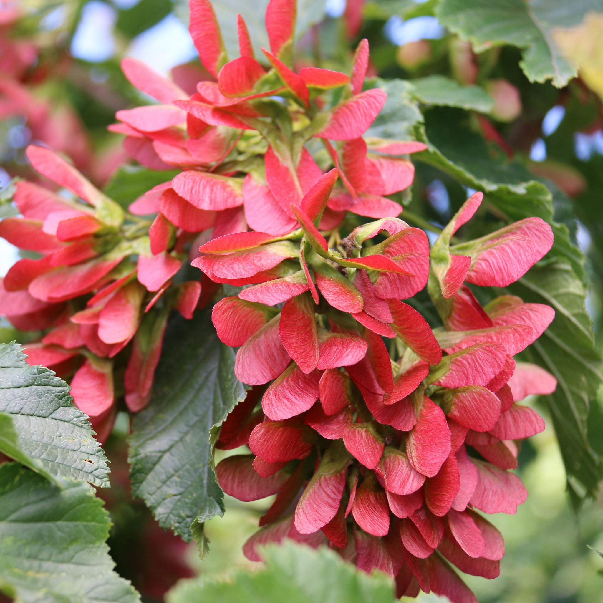 Hot Wings™ Tatarian Maple - Cheeky Garden