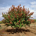 Hot Wings™ Tatarian Maple - Cheeky Garden