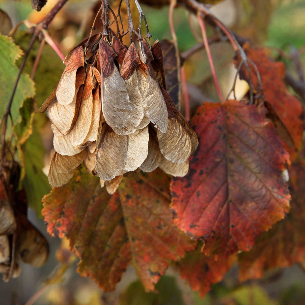 Hot Wings™ Tatarian Maple - Cheeky Garden