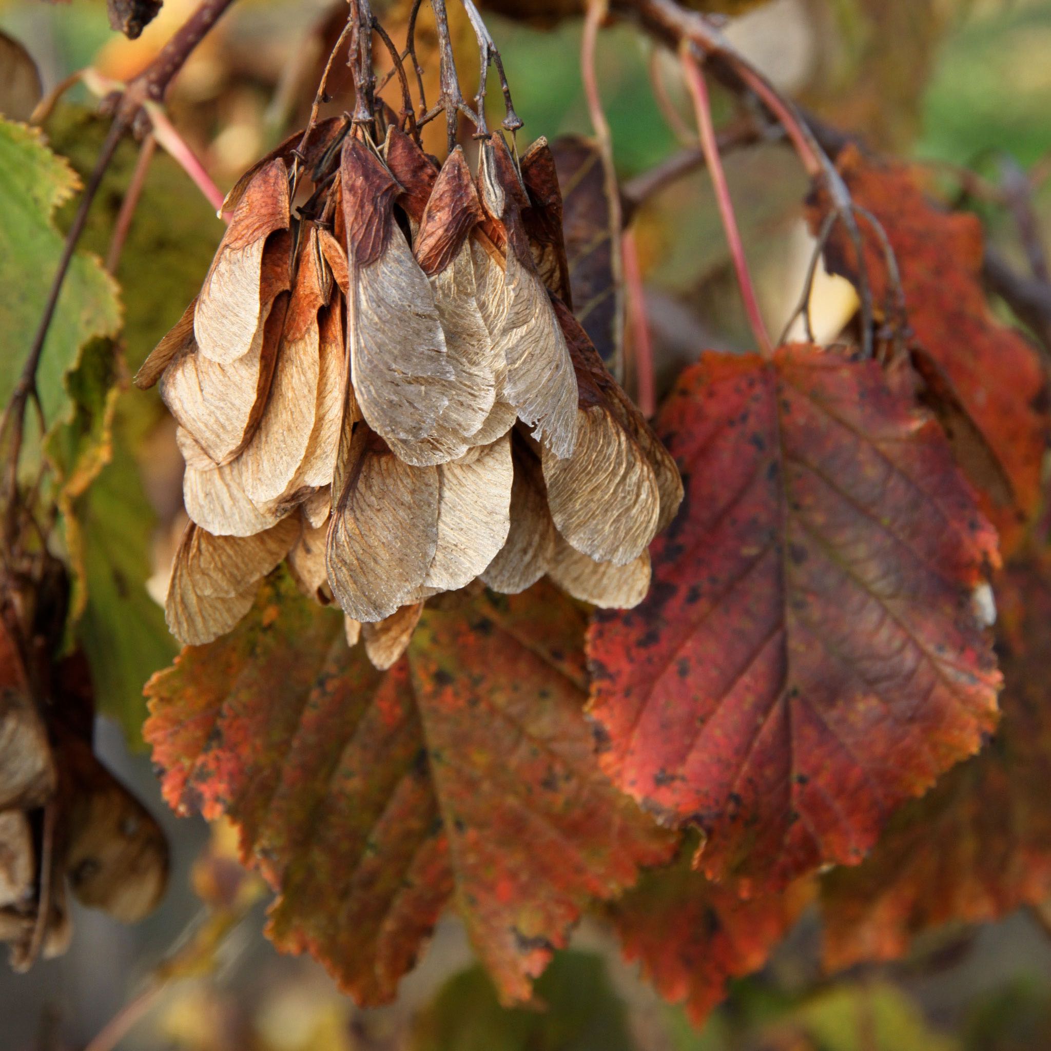 Hot Wings™ Tatarian Maple - Cheeky Garden