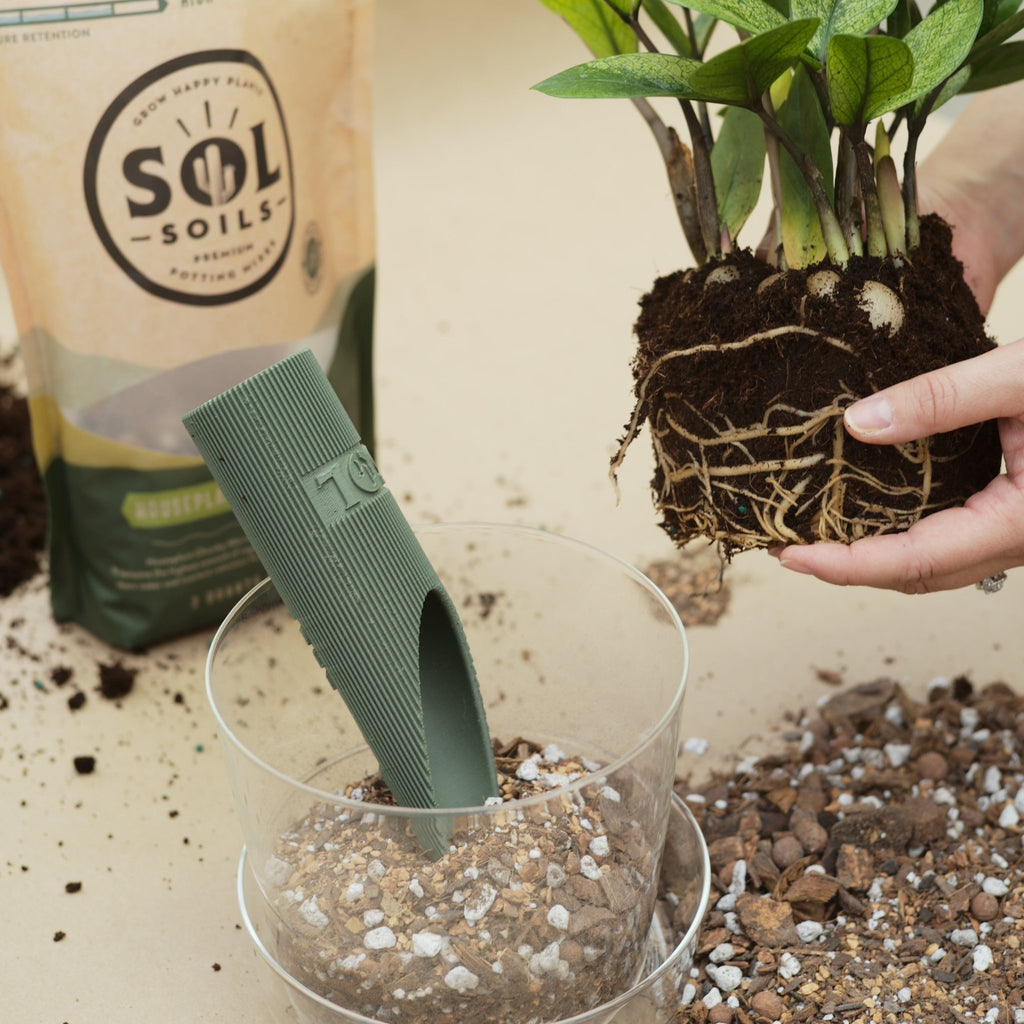 Houseplant Chunky Mix - Cheeky Garden