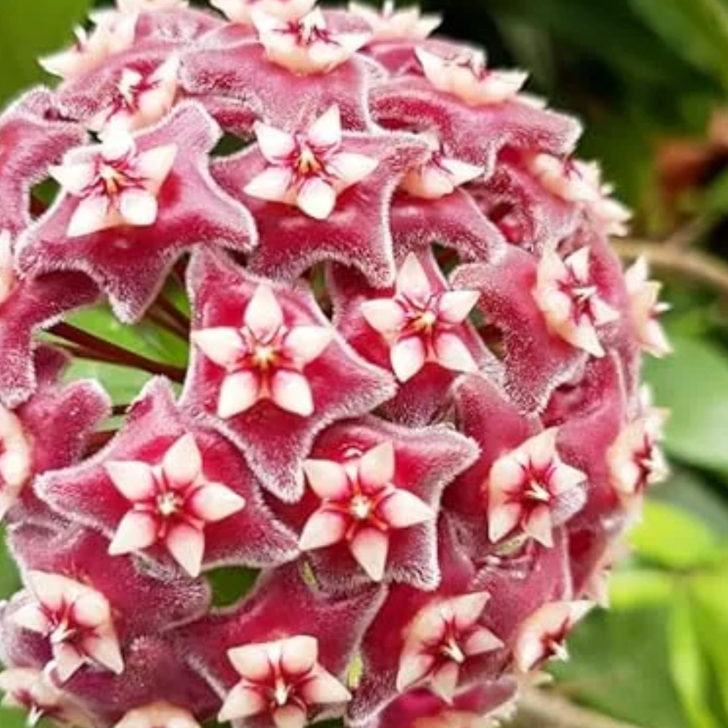 Hoya Bundle – Krimson Queen & Pubicalyx Splash (Set of 2) - Cheeky Garden