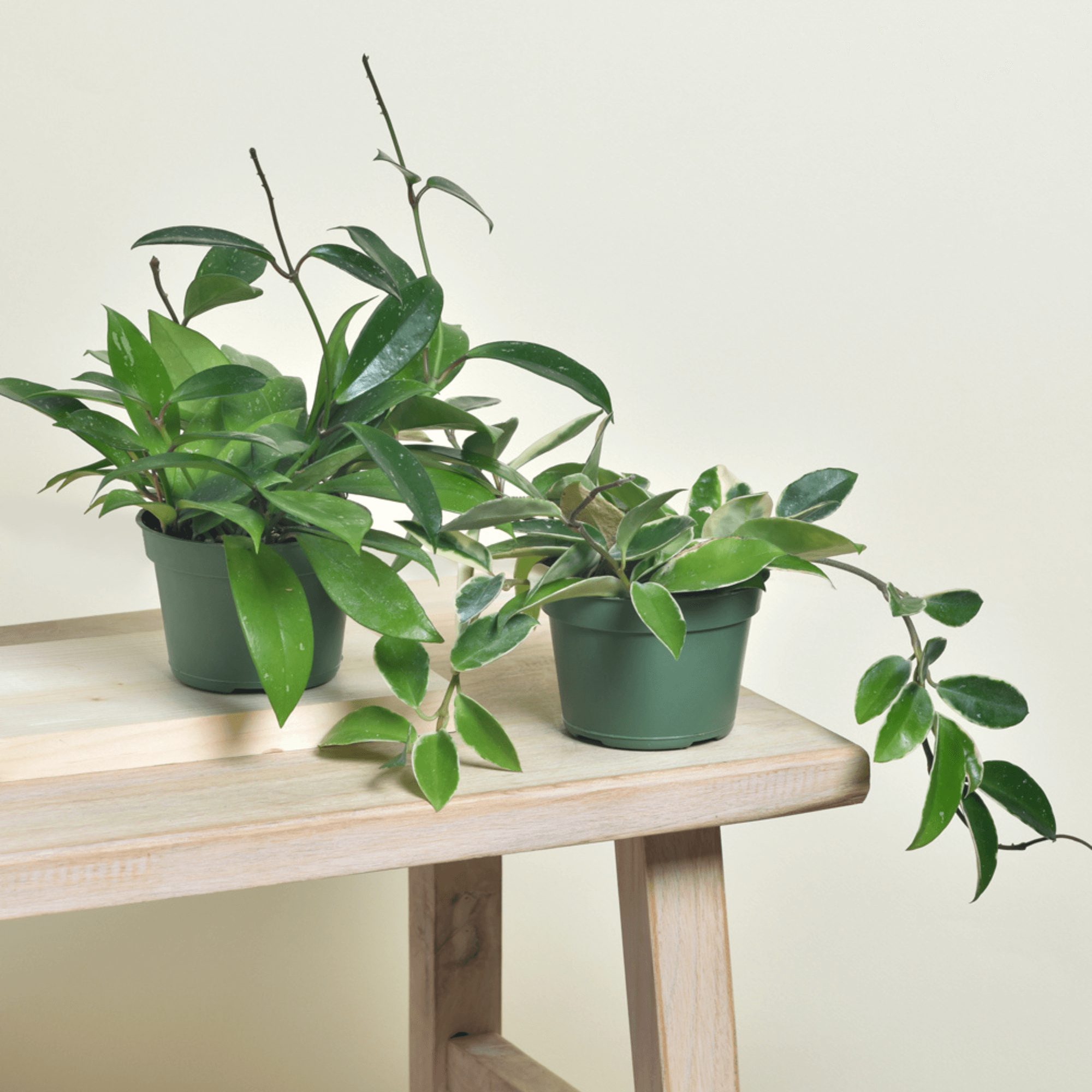 Hoya Bundle – Krimson Queen & Pubicalyx Splash (Set of 2) - Cheeky Garden