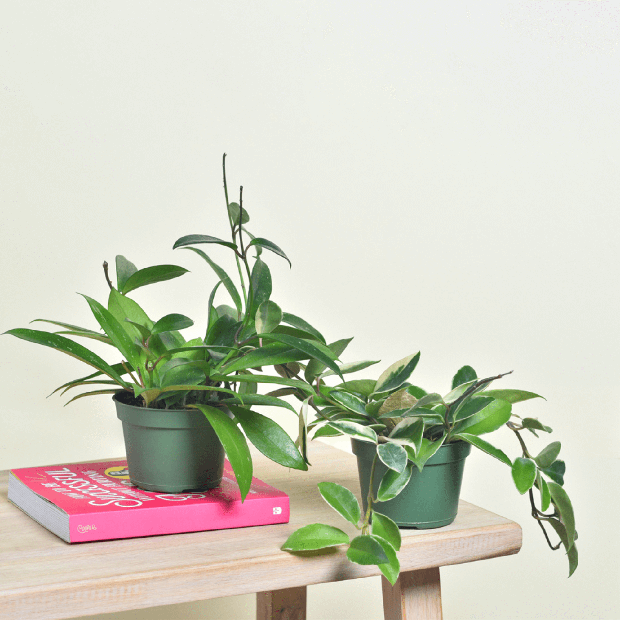 Hoya Bundle – Krimson Queen & Pubicalyx Splash (Set of 2) - Cheeky Garden
