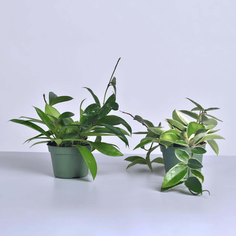 Hoya Bundle – Krimson Queen & Pubicalyx Splash (Set of 2) - Cheeky Garden