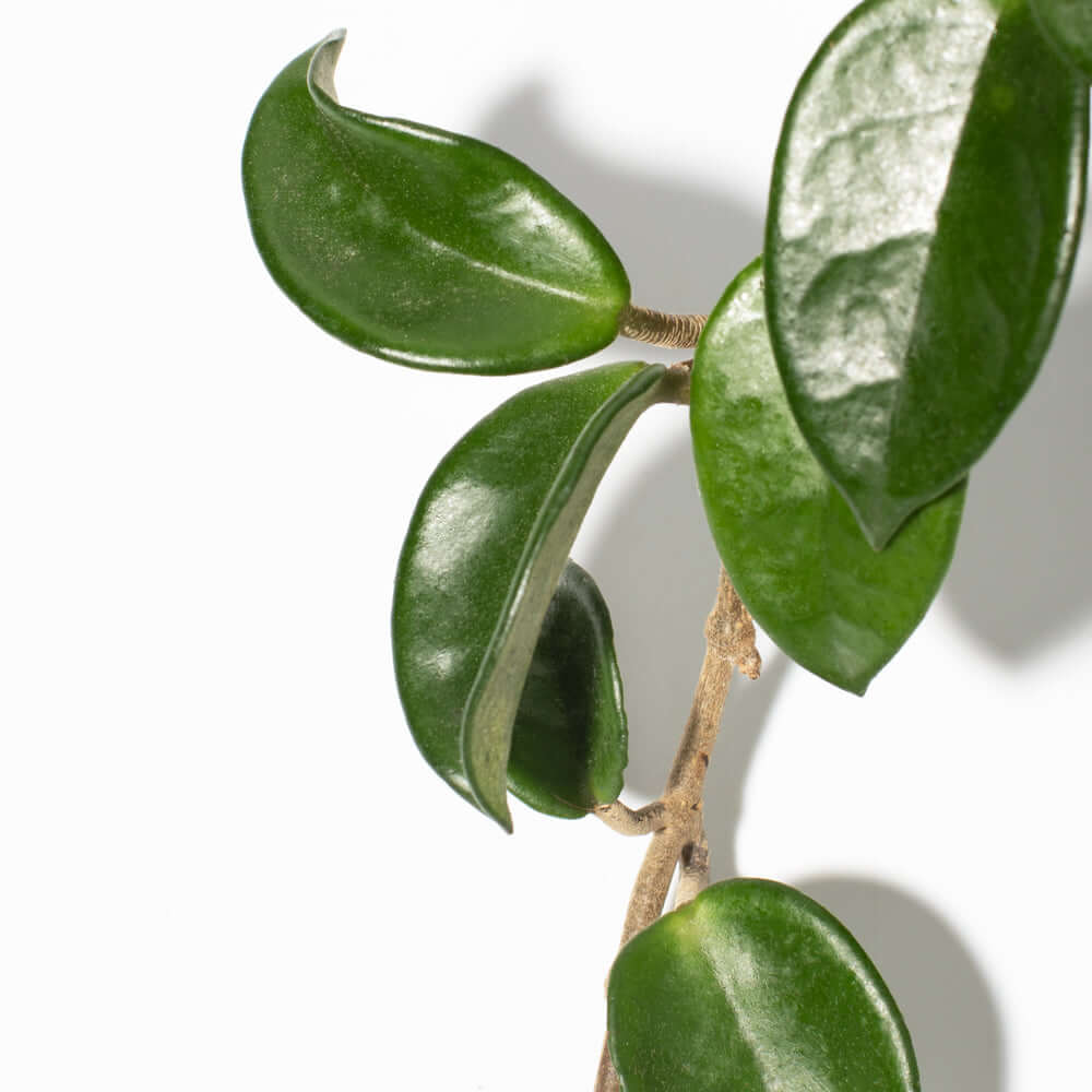 Hoya Carnosa Green Jade - Cheeky Garden