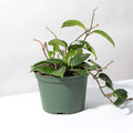 Hoya Carnosa Green Jade - Cheeky Garden