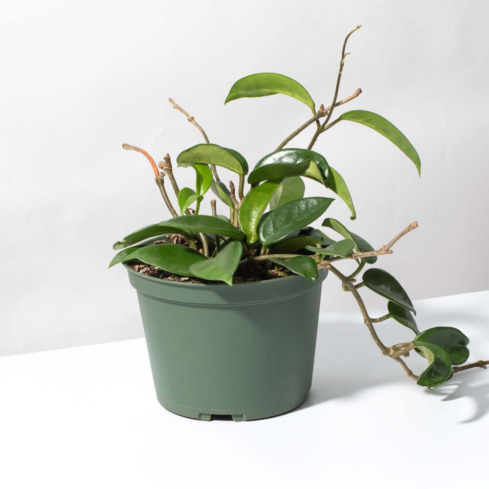 Hoya Carnosa Green Jade - Cheeky Garden