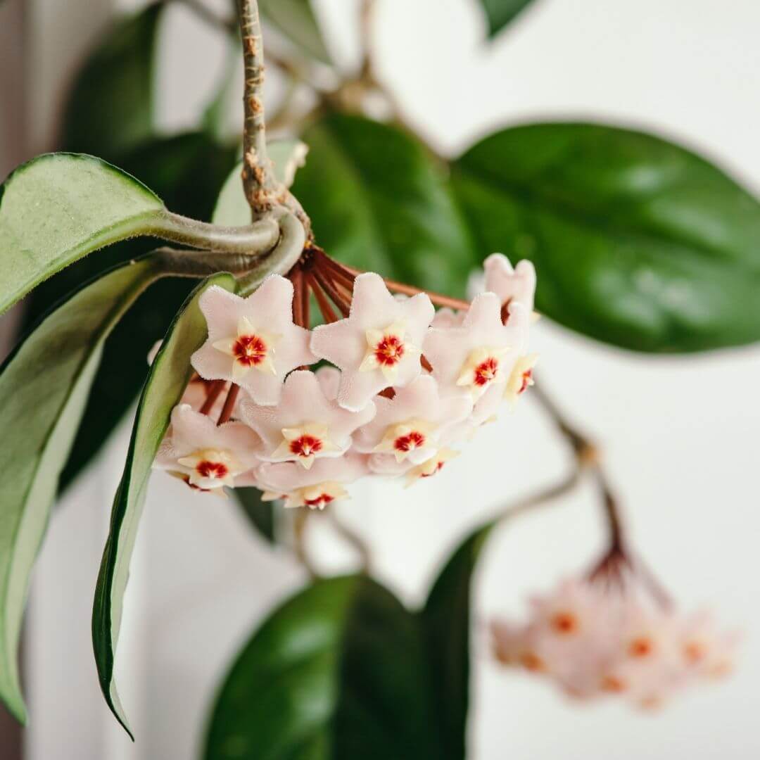 Hoya Carnosa Green Jade - Cheeky Garden