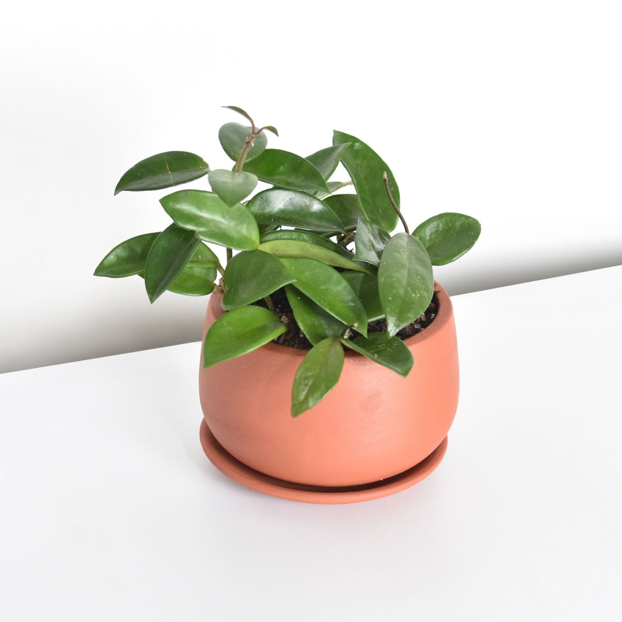Hoya Carnosa Green Jade - Cheeky Garden
