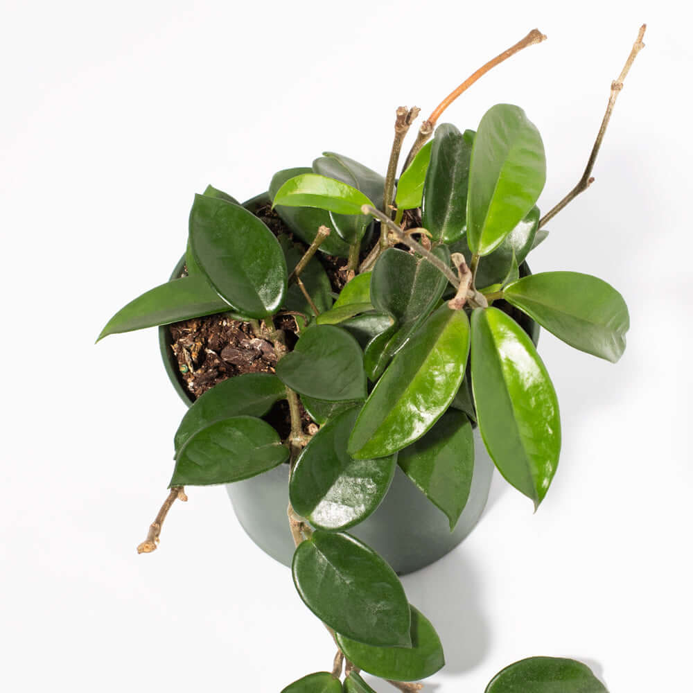 Hoya Carnosa Green Jade - Cheeky Garden