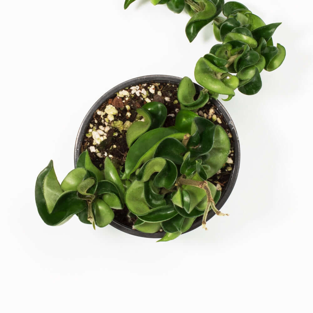 Hoya Compacta – Curly Rope Plant (Hindu Rope Hoya) - Cheeky Garden