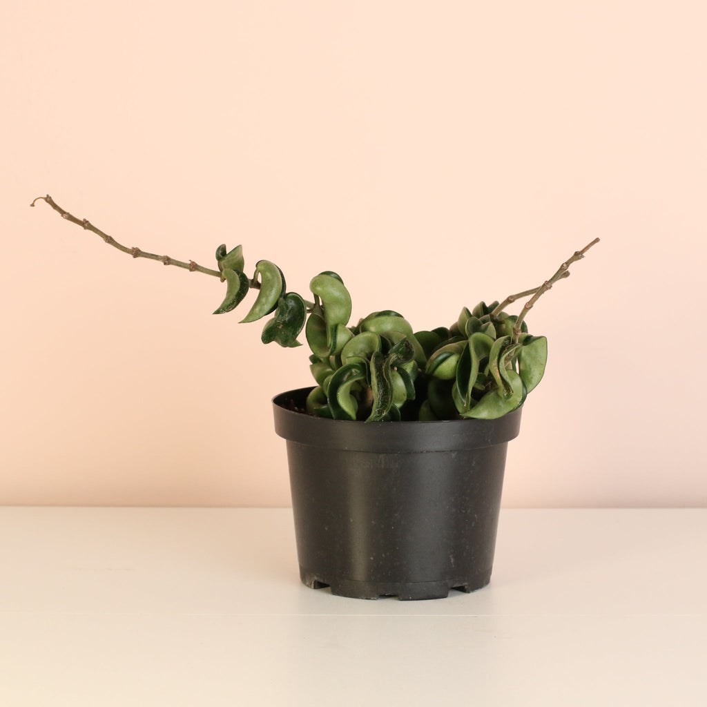 Hoya Compacta – Curly Rope Plant (Hindu Rope Hoya) - Cheeky Garden