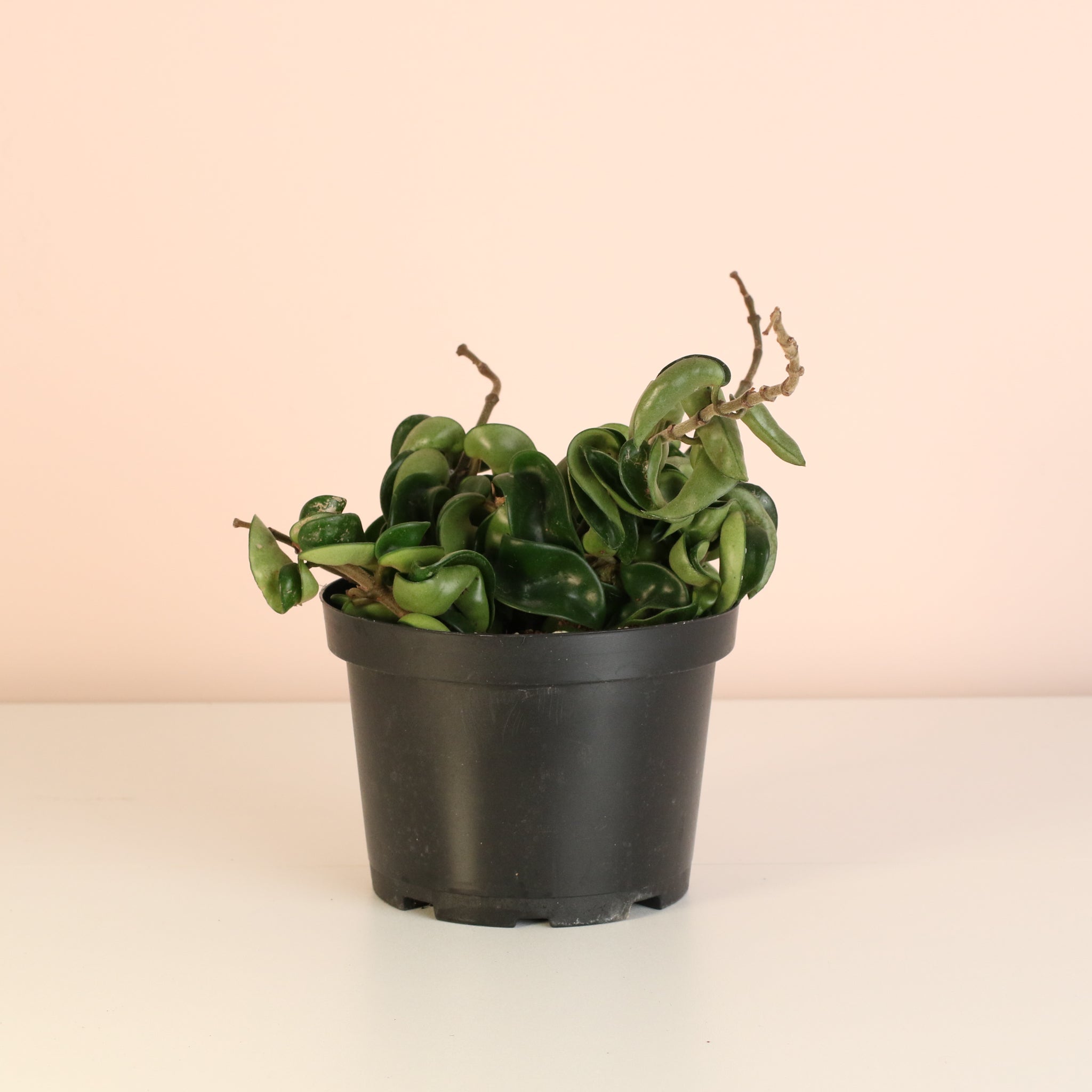 Hoya Compacta – Curly Rope Plant (Hindu Rope Hoya) - Cheeky Garden