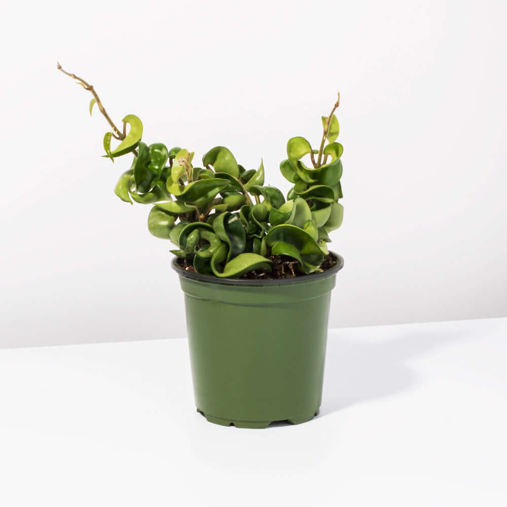 Hoya Compacta – Curly Rope Plant (Hindu Rope Hoya) - Cheeky Garden