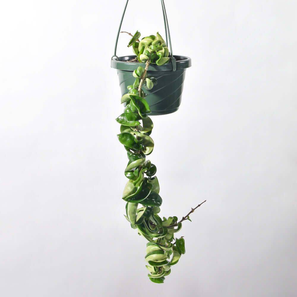 Hoya Compacta – Curly Rope Plant (Hindu Rope Hoya) - Cheeky Garden