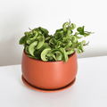 Hoya Compacta – Curly Rope Plant (Hindu Rope Hoya) - Cheeky Garden
