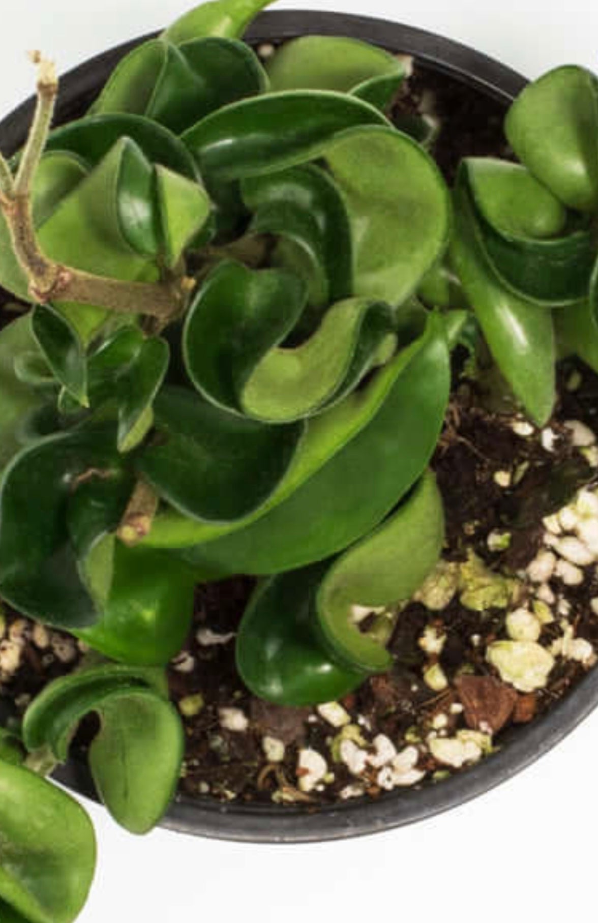 Hoya Compacta – Curly Rope Plant (Hindu Rope Hoya) - Cheeky Garden