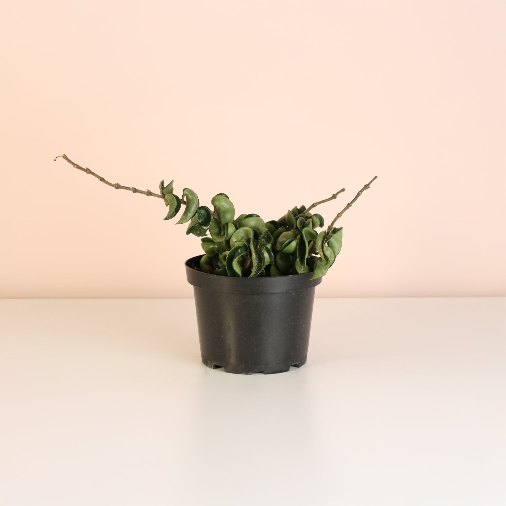 Hoya Compacta – Curly Rope Plant (Hindu Rope Hoya) - Cheeky Garden