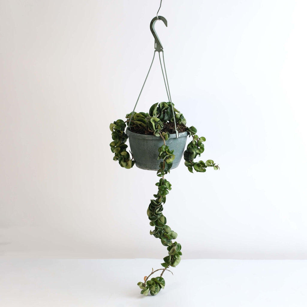 Hoya Compacta – Curly Rope Plant (Hindu Rope Hoya) - Cheeky Garden
