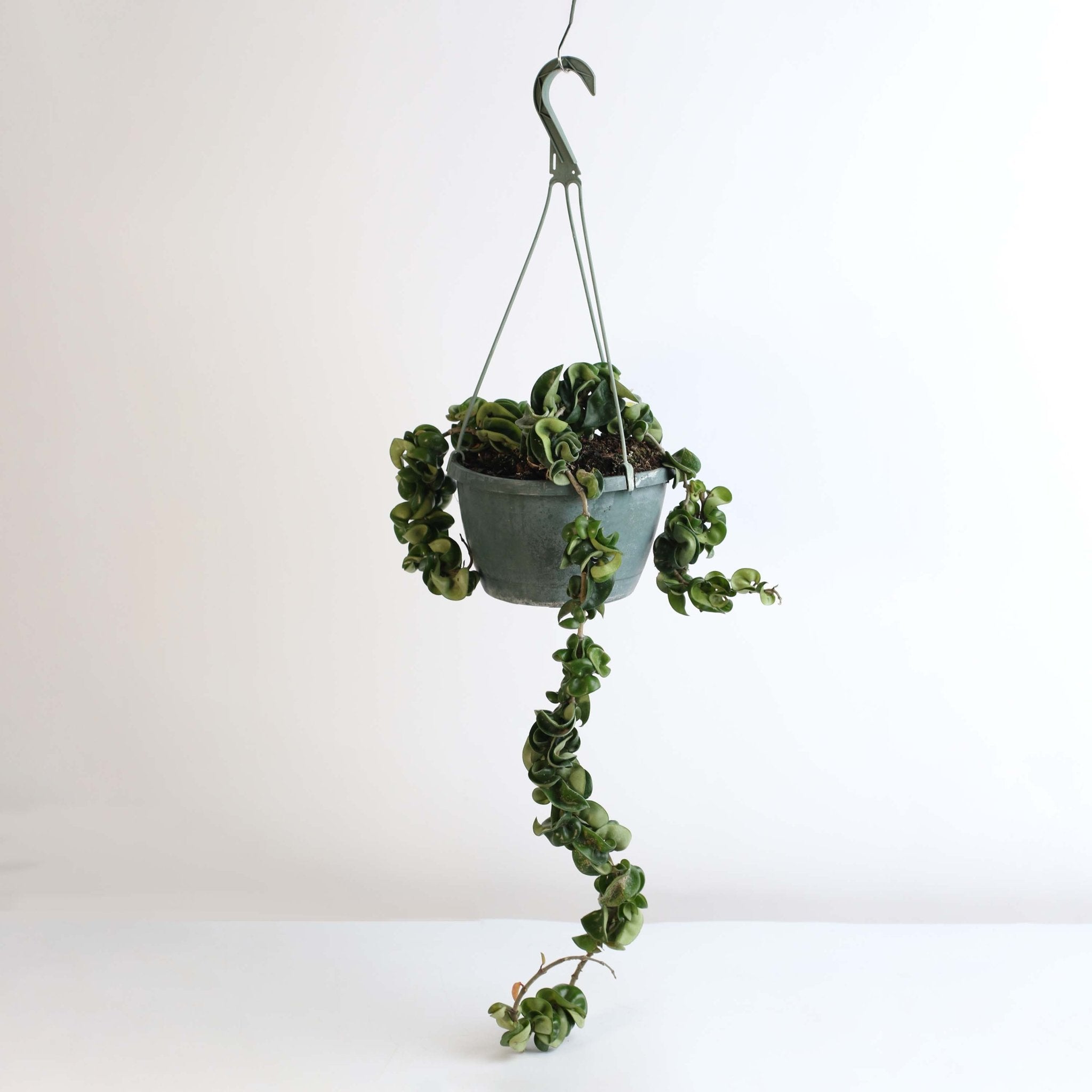 Hoya Compacta – Curly Rope Plant (Hindu Rope Hoya) - Cheeky Garden