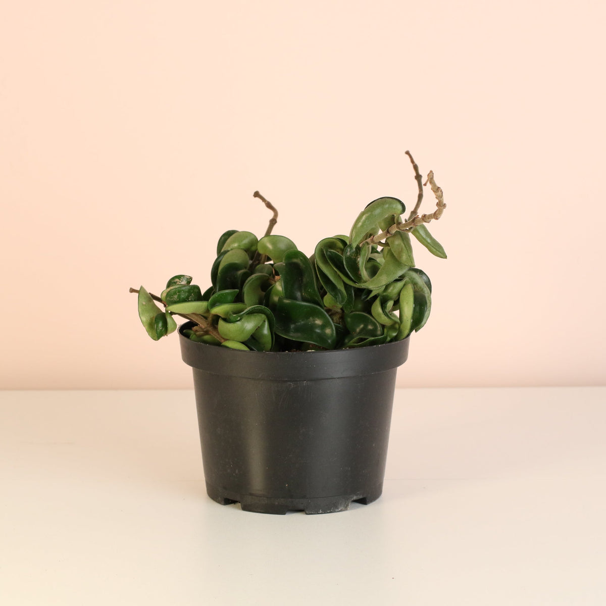 Hoya Compacta – Curly Rope Plant (Hindu Rope Hoya) - Cheeky Garden