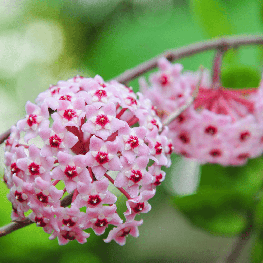 Hoya Compacta – Curly Rope Plant (Hindu Rope Hoya) - Cheeky Garden