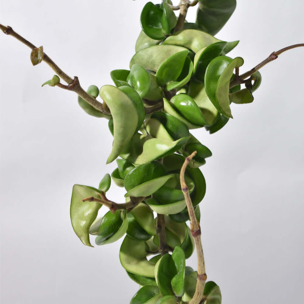 Hoya Compacta – Curly Rope Plant (Hindu Rope Hoya) - Cheeky Garden