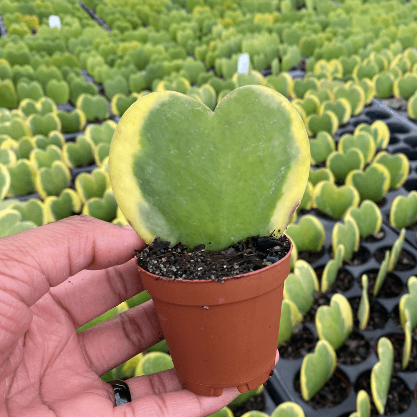 Hoya Kerrii ‘Heart’ Variegated Sweetheart Plant - Cheeky Garden