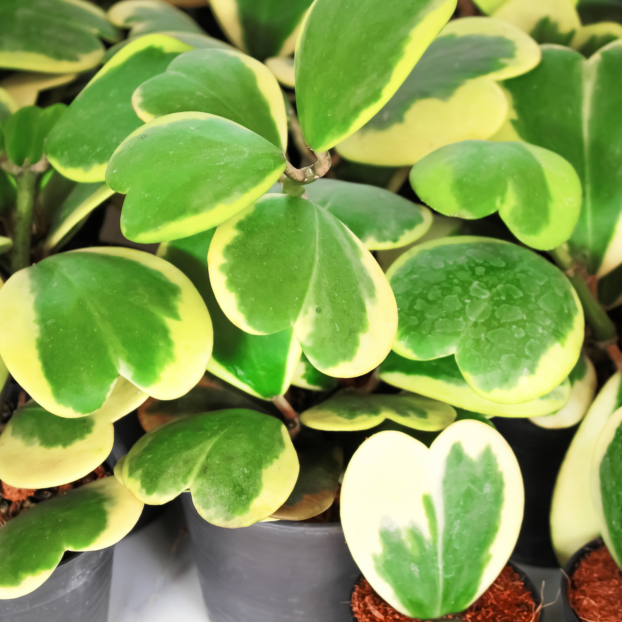 Hoya Kerrii ‘Heart’ Variegated Sweetheart Plant - Cheeky Garden