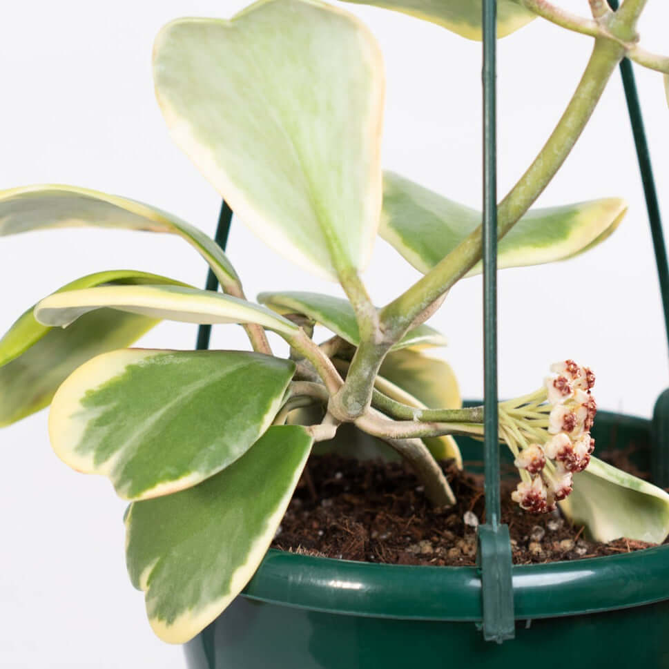 Hoya Kerrii ‘Heart’ Variegated Sweetheart Plant - Cheeky Garden