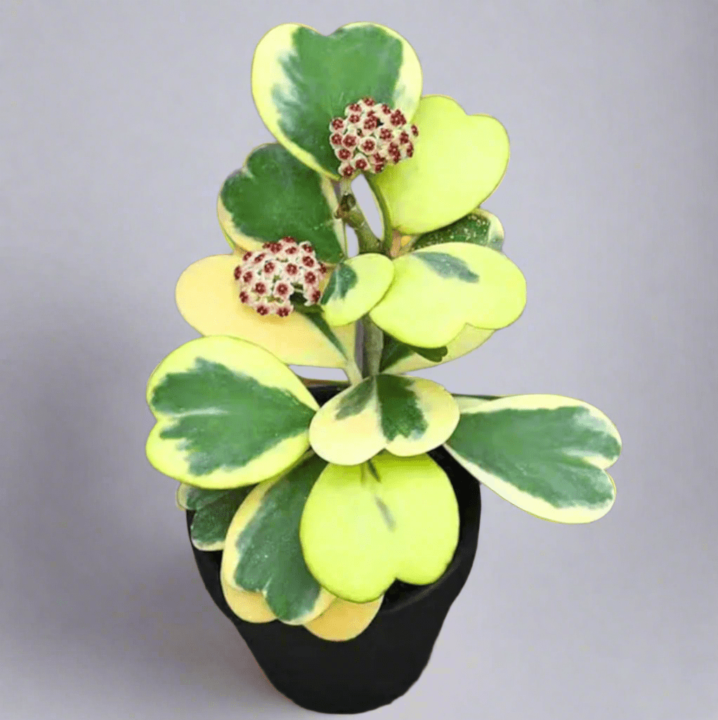 Hoya Kerrii ‘Heart’ Variegated Sweetheart Plant - Cheeky Garden