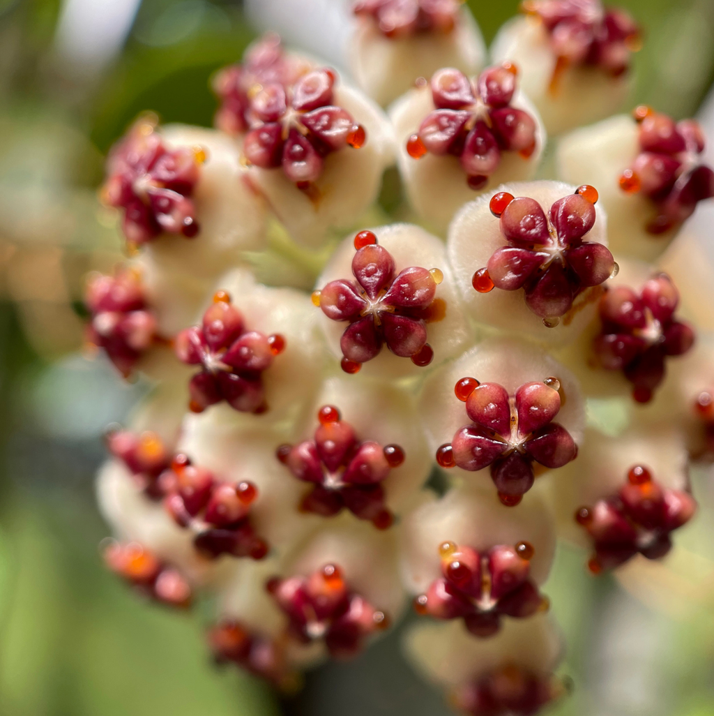 Hoya Kerrii ‘Heart’ Variegated Sweetheart Plant - Cheeky Garden