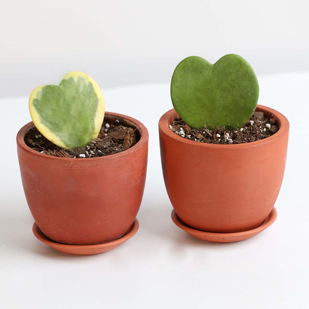 Hoya Kerrii Hearts Bundle — Classic & Variegated Duo - Cheeky Garden