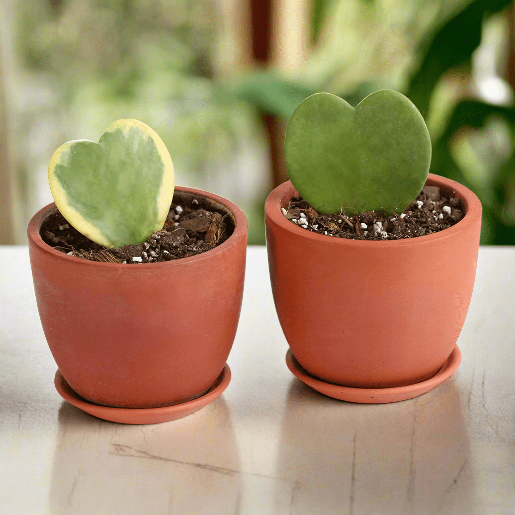 Hoya Kerrii Hearts Bundle — Classic & Variegated Duo - Cheeky Garden