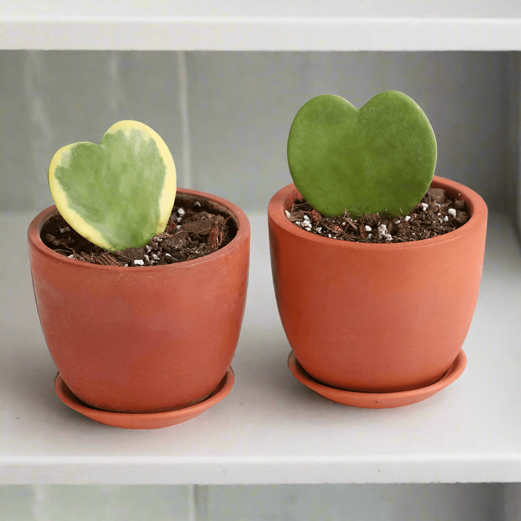 Hoya Kerrii Hearts Bundle — Classic & Variegated Duo - Cheeky Garden