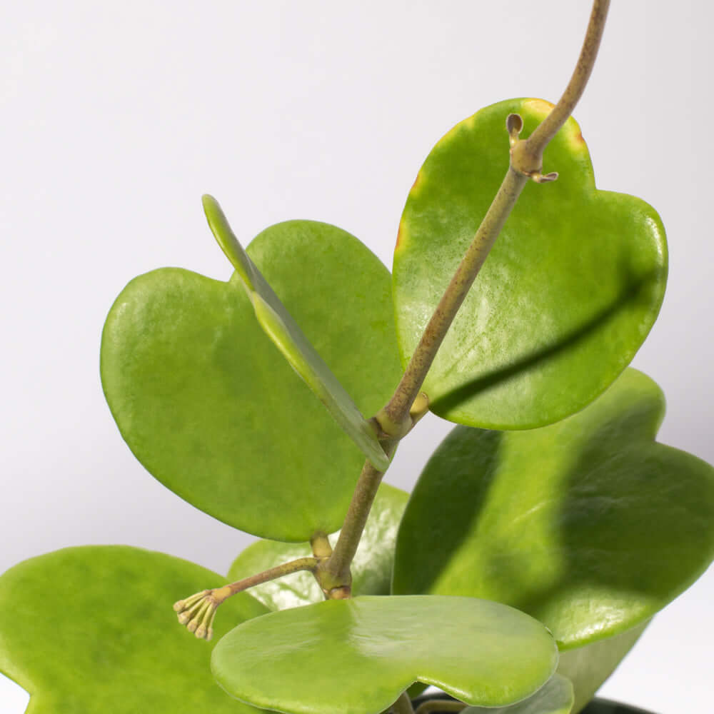 Hoya Kerrii ‘Hearts’ Sweetheart Plant - Cheeky Garden