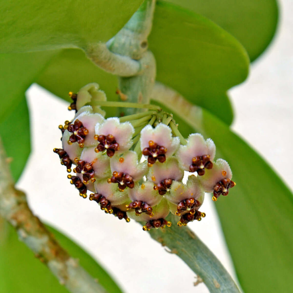 Hoya Kerrii ‘Hearts’ Sweetheart Plant - Cheeky Garden