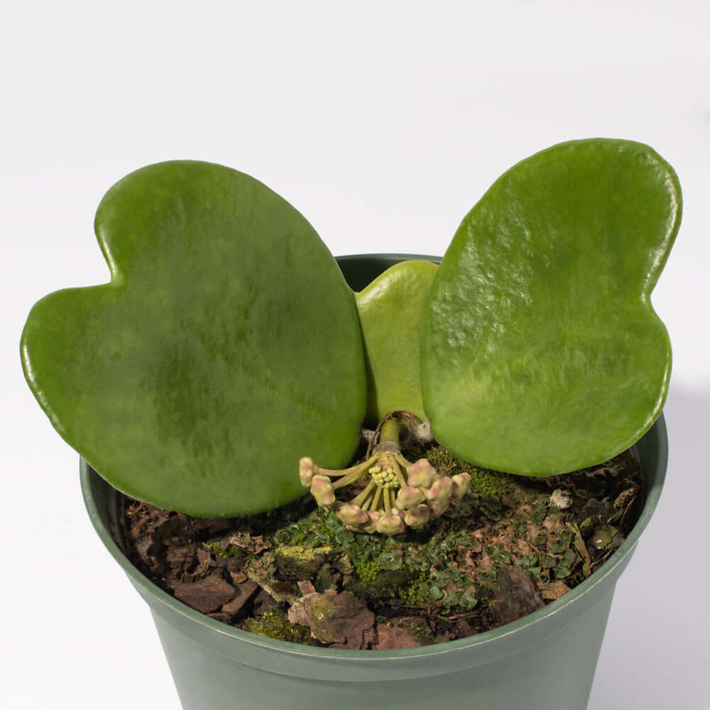 Hoya Kerrii ‘Hearts’ Sweetheart Plant - Cheeky Garden