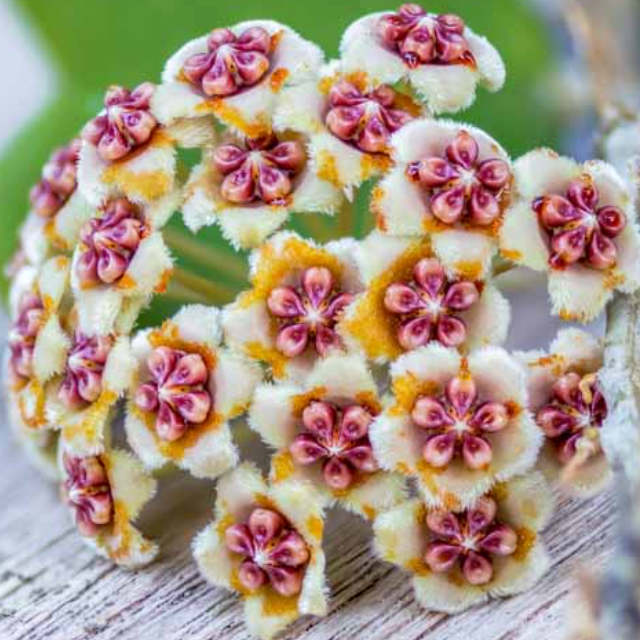 Hoya Kerrii ‘Hearts’ Sweetheart Plant - Cheeky Garden