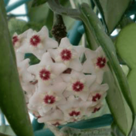 Hoya Kerrii ‘Hearts’ Sweetheart Plant - Cheeky Garden