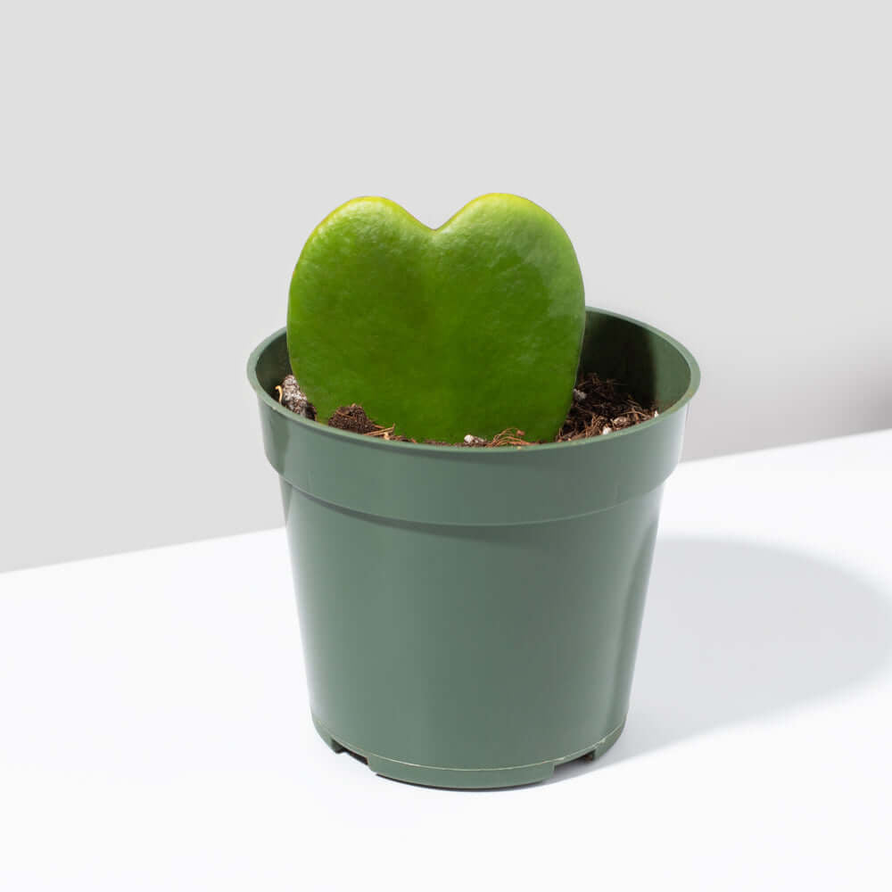 Hoya Kerrii ‘Hearts’ Sweetheart Plant - Cheeky Garden