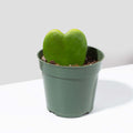 Hoya Kerrii ‘Hearts’ Sweetheart Plant - Cheeky Garden