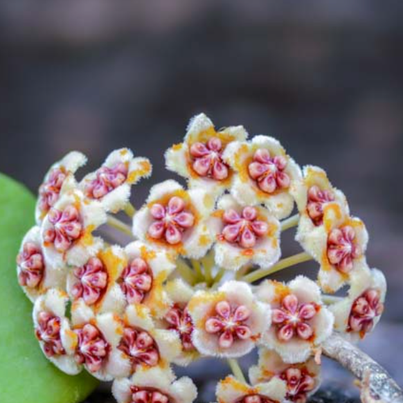Hoya Kerrii ‘Hearts’ Sweetheart Plant - Cheeky Garden