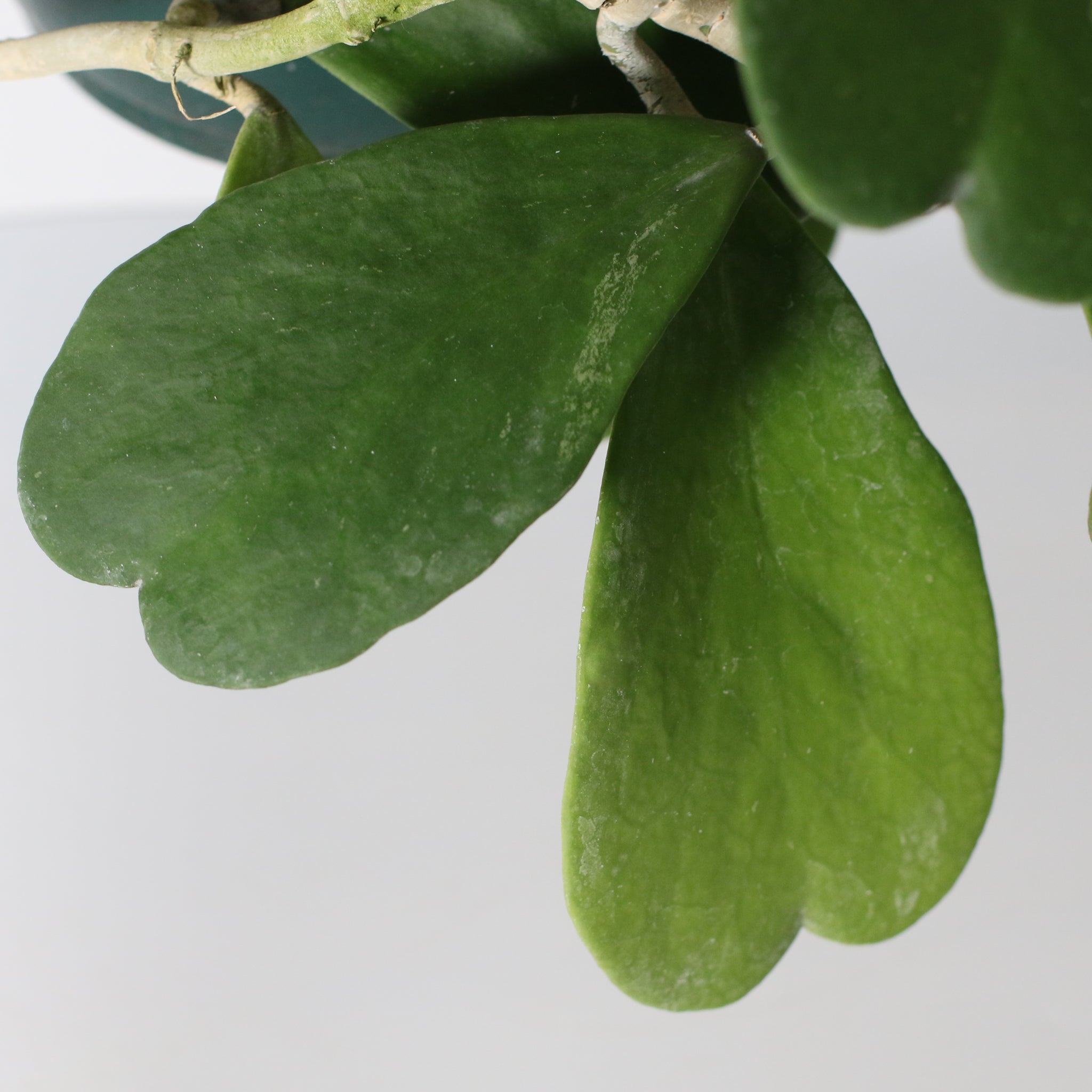 Hoya Kerrii ‘Hearts’ Sweetheart Plant - Cheeky Garden